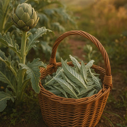 Artichoke Leaf Tincture | Herbal Bitter Extract | Traditional Botanical | Small Batch